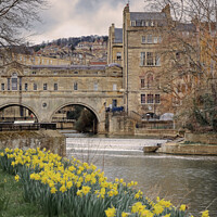 Buy canvas prints of  Daffodils at Pulteney Weir Bath by Duncan Savidge