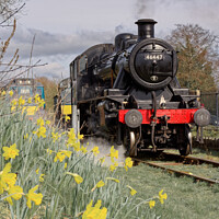 Buy canvas prints of 46447 Ivatt at East Somerset Railway against the daffodils  - steam train by Duncan Savidge