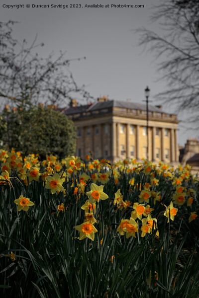 Daffodils at the Royal Crescent Bath portrait  Picture Board by Duncan Savidge