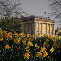 Buy canvas prints of Daffodils at the Royal Crescent Bath portrait  by Duncan Savidge
