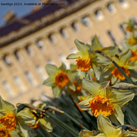 Buy canvas prints of Daffodils at the Royal Crescent Bath by Duncan Savidge