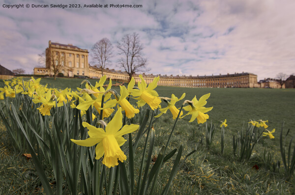 Daffodils at the Royal Crescent Bath landscape  Picture Board by Duncan Savidge