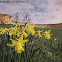 Buy canvas prints of Daffodils at the Royal Crescent Bath landscape  by Duncan Savidge