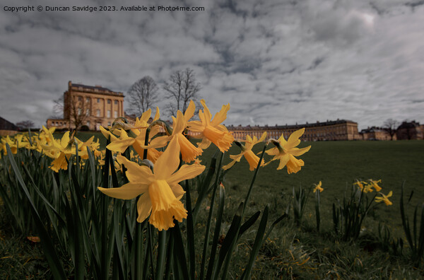 Daffodils at the Royal Crescent Bath cinematic edit  Picture Board by Duncan Savidge