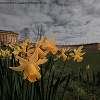 Buy canvas prints of Daffodils at the Royal Crescent Bath cinematic edit  by Duncan Savidge