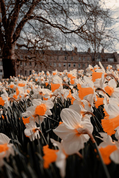 Daffodils at the Rear of Marlborough Buildings Bath Picture Board by Duncan Savidge