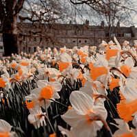 Buy canvas prints of Daffodils at the Rear of Marlborough Buildings Bath by Duncan Savidge
