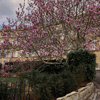 Buy canvas prints of Magolia tulip tree at Cavendish Crescent in Bath by Duncan Savidge
