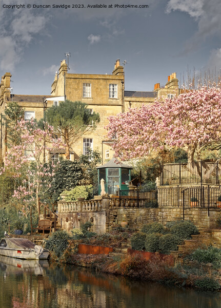 Widcombe Bath in the spring  Picture Board by Duncan Savidge