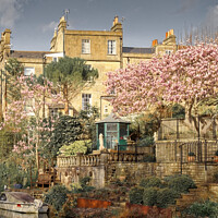 Buy canvas prints of Widcombe Bath in the spring  by Duncan Savidge