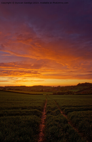 Golden Hour Glory sunset over the fields on the ed Picture Board by Duncan Savidge