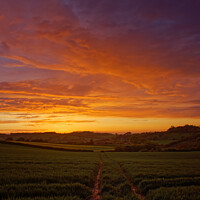 Buy canvas prints of Golden Hour Glory sunset over the fields on the ed by Duncan Savidge