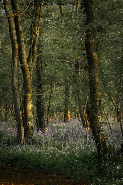 Bluebells at Breach Wood, Bath Picture Board by Duncan Savidge