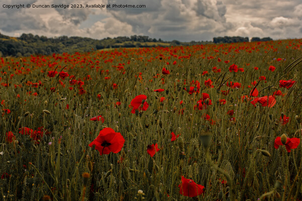 Moody poppy field in the Langridge Valley near Bath Picture Board by Duncan Savidge