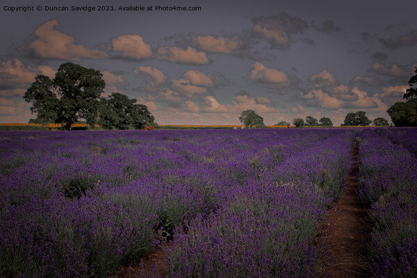 Somerset Lavender Field  Picture Board by Duncan Savidge