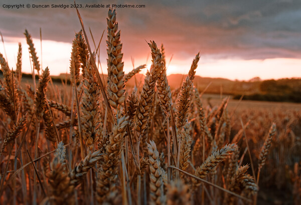 Wheat Field at sunset Picture Board by Duncan Savidge
