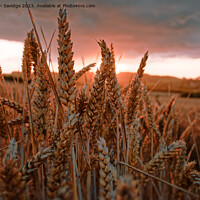 Buy canvas prints of Wheat Field at sunset by Duncan Savidge