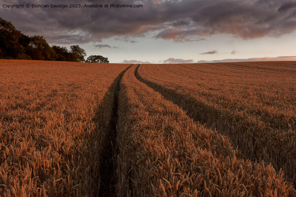 Leading lines on a wheat field  Picture Board by Duncan Savidge