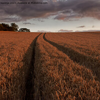 Buy canvas prints of Leading lines on a wheat field  by Duncan Savidge