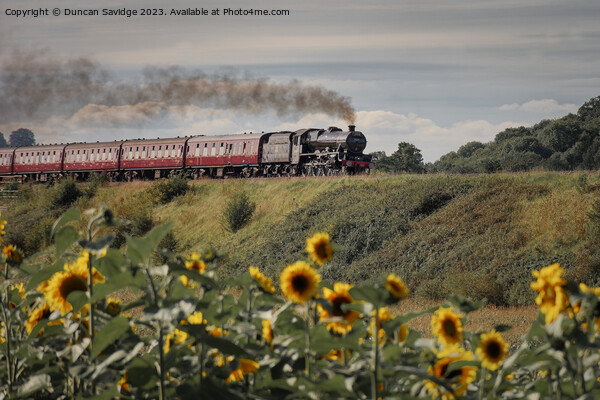 Steam trains and sunflower fields  Picture Board by Duncan Savidge