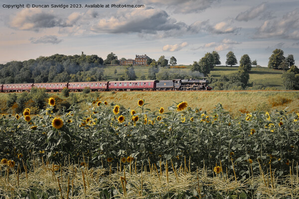 Steam trains and sunflower fields  Picture Board by Duncan Savidge
