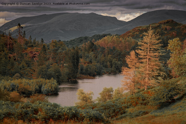 Tarn Hows in the lake district  Picture Board by Duncan Savidge