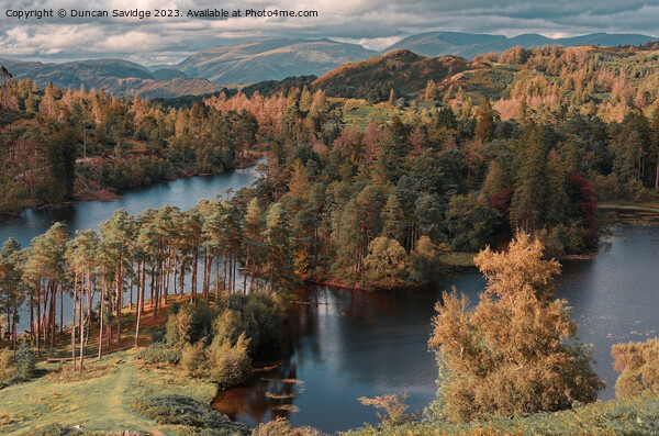 Tarn Hows from high up Picture Board by Duncan Savidge