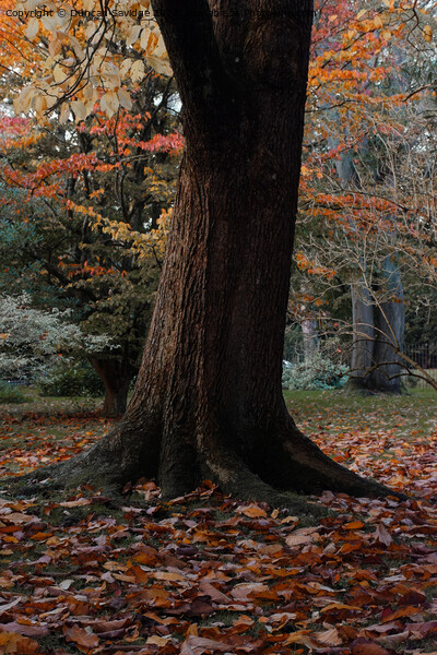 Autumn tree in the Botanical Gardens Bath Picture Board by Duncan Savidge
