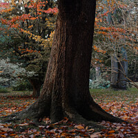 Buy canvas prints of Autumn tree in the Botanical Gardens Bath by Duncan Savidge