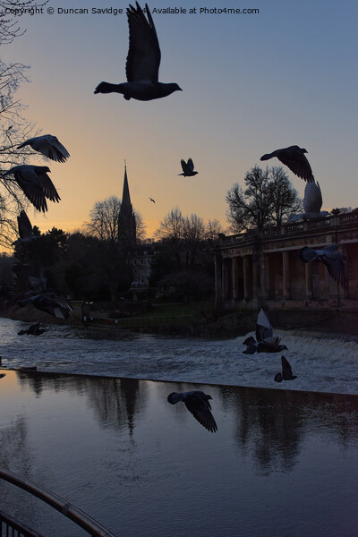 Pigeons in flight in Bath Picture Board by Duncan Savidge