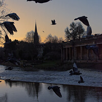 Buy canvas prints of Pigeons in flight in Bath by Duncan Savidge
