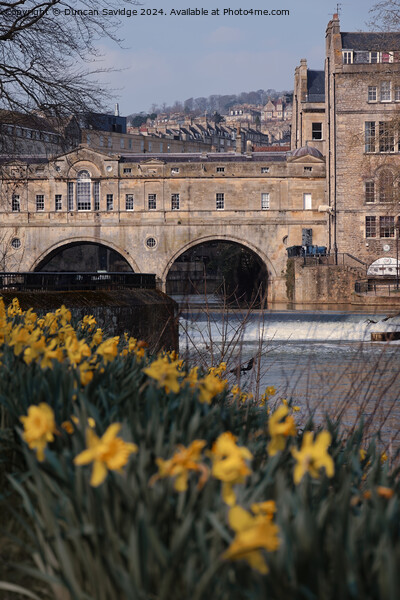 Spring Daffodil's in Parade Gardens Bath  Picture Board by Duncan Savidge