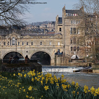 Buy canvas prints of Spring Daffodil's in Parade Gardens Bath  by Duncan Savidge