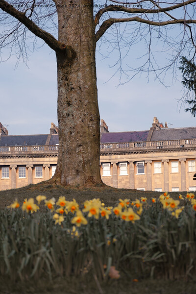 Daffodils at the Royal Crescent Bath Picture Board by Duncan Savidge