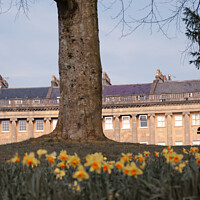 Buy canvas prints of Daffodils at the Royal Crescent Bath by Duncan Savidge