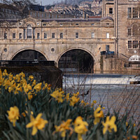 Buy canvas prints of Pulteney Bridge daffodils  by Duncan Savidge