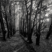 Buy canvas prints of Black and White woodland scene by Duncan Savidge