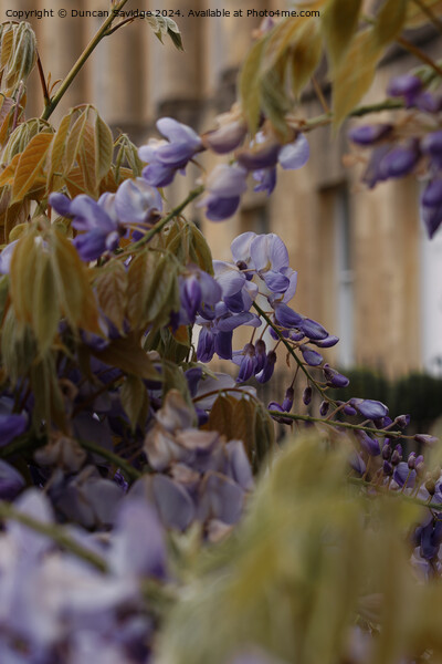Close up of Wisteria in the Royal Crescent Bath Picture Board by Duncan Savidge