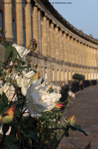 A close up of a beautiful rose at the Royal Crescent in Bath Picture Board by Duncan Savidge