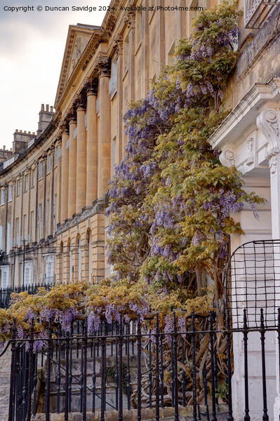 Wisteria in HDR at Lansdown Crescent, Bath Picture Board by Duncan Savidge