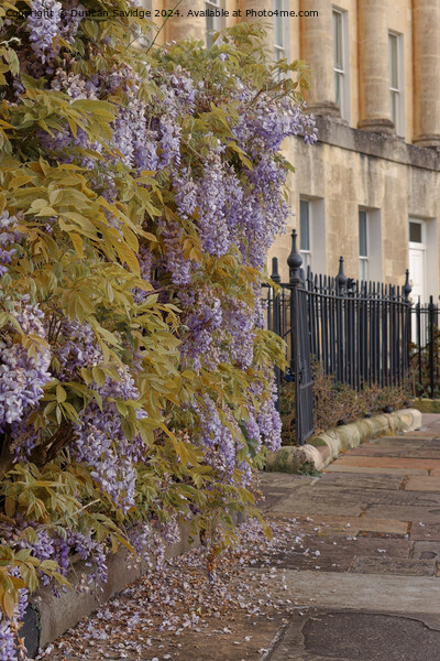 Low abstract of the Wisteria in Bath Picture Board by Duncan Savidge