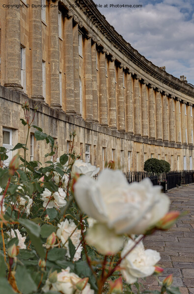 A spring Rose at the Royal Crescent  Picture Board by Duncan Savidge