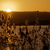 Buy canvas prints of Chew Valley lake sunset through the reeds by Duncan Savidge
