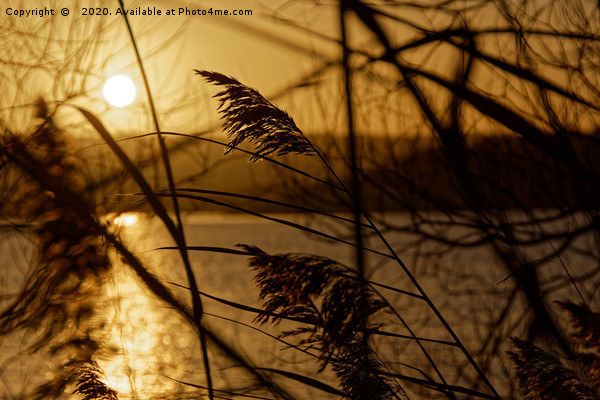 Chew Valley lake sunset through the reeds Picture Board by Duncan Savidge