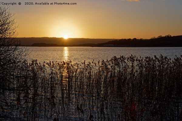 Chew Valley lake Winter sunset through the reeds Picture Board by Duncan Savidge