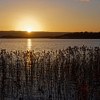 Buy canvas prints of Chew Valley lake Winter sunset through the reeds by Duncan Savidge