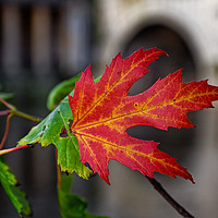 Buy canvas prints of Autumn leaf at Pulteney Weir by Duncan Savidge