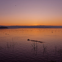 Buy canvas prints of Chew Valley lake sunset  by Duncan Savidge