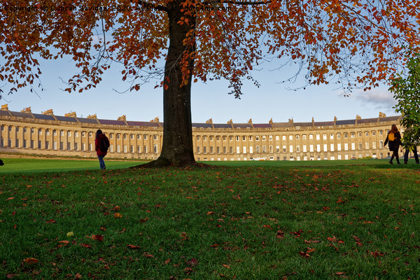 Royal Crescent Bath through the Autumn tree Picture Board by Duncan Savidge