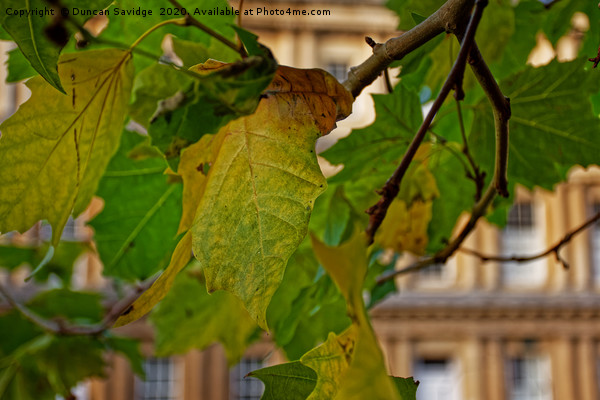 First signs of Autumn at Bath Circus Picture Board by Duncan Savidge